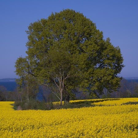 Fewo Muschel Glücksburg Esterno foto